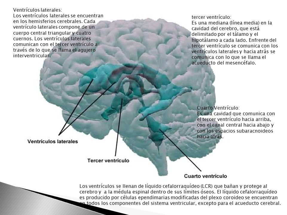 Lo que se llama líquido en el cerebro